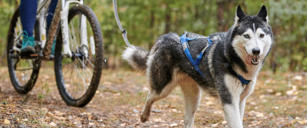 Bikejöring mit Hund