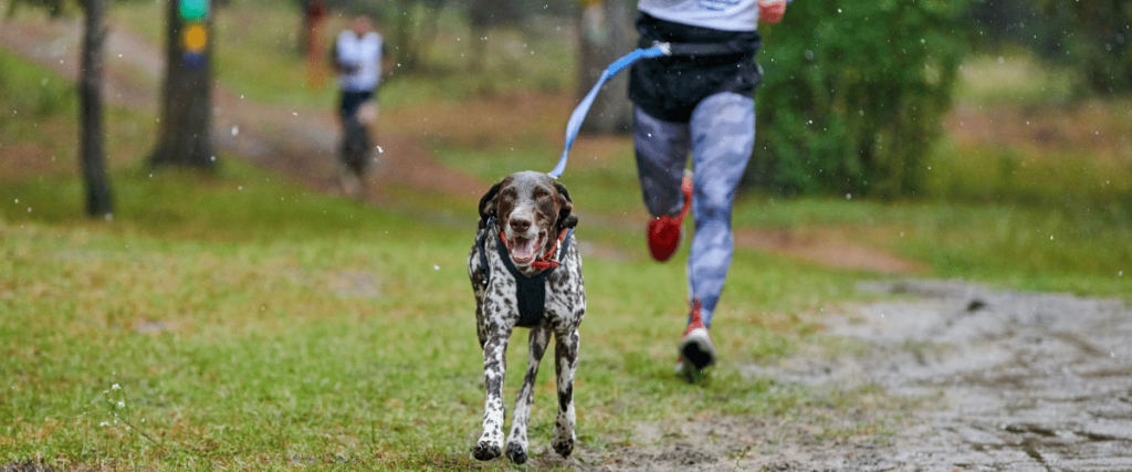 Canicross Laufen mit Hund