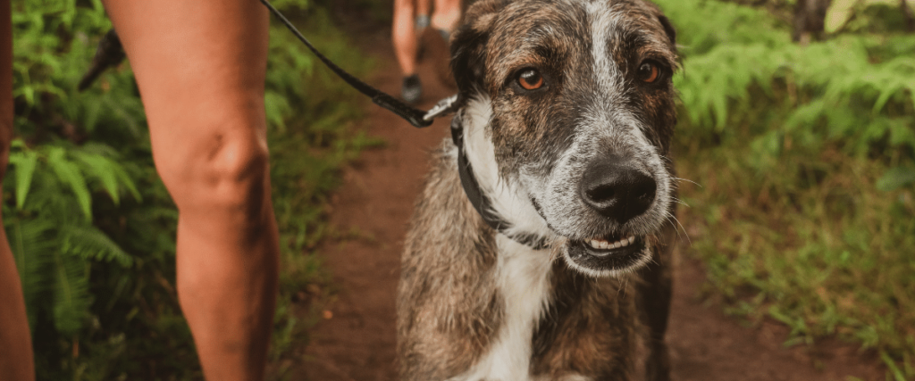 Dogtrekking wandern mit Hund